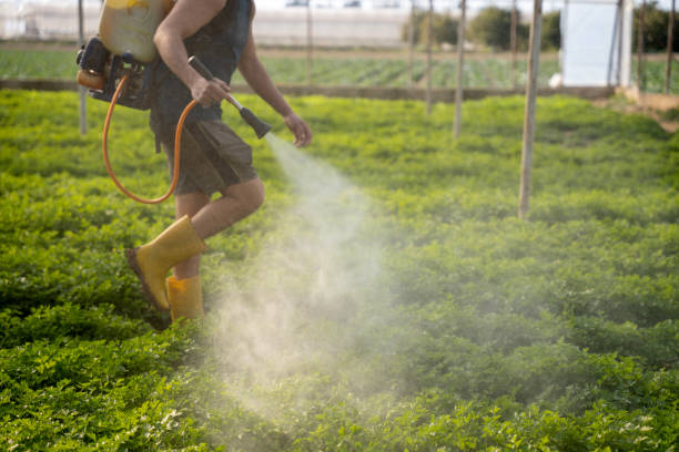 Best Insect Control  in River Road, OR